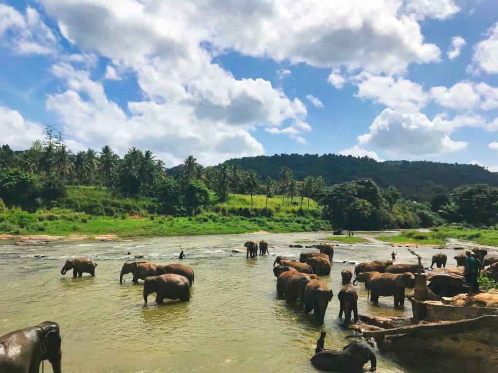 Pearl of the Indian Ocean: Things to Know Before Going to Sri Lanka ...