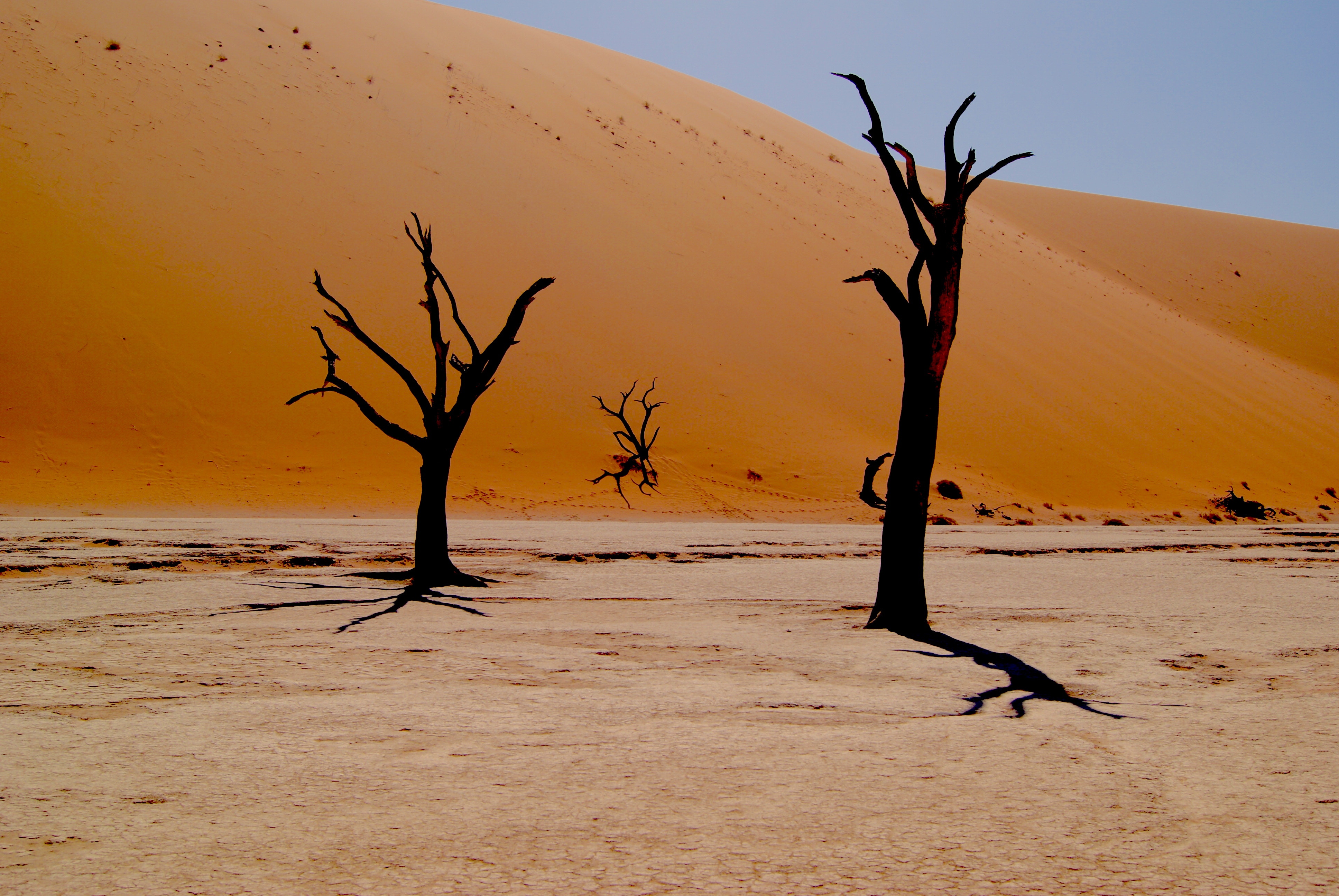 Кругом было пустынно. Климат пустыни Намиб. Пустынные деревья. Дерево в пустыне. Выжженная пустыня.