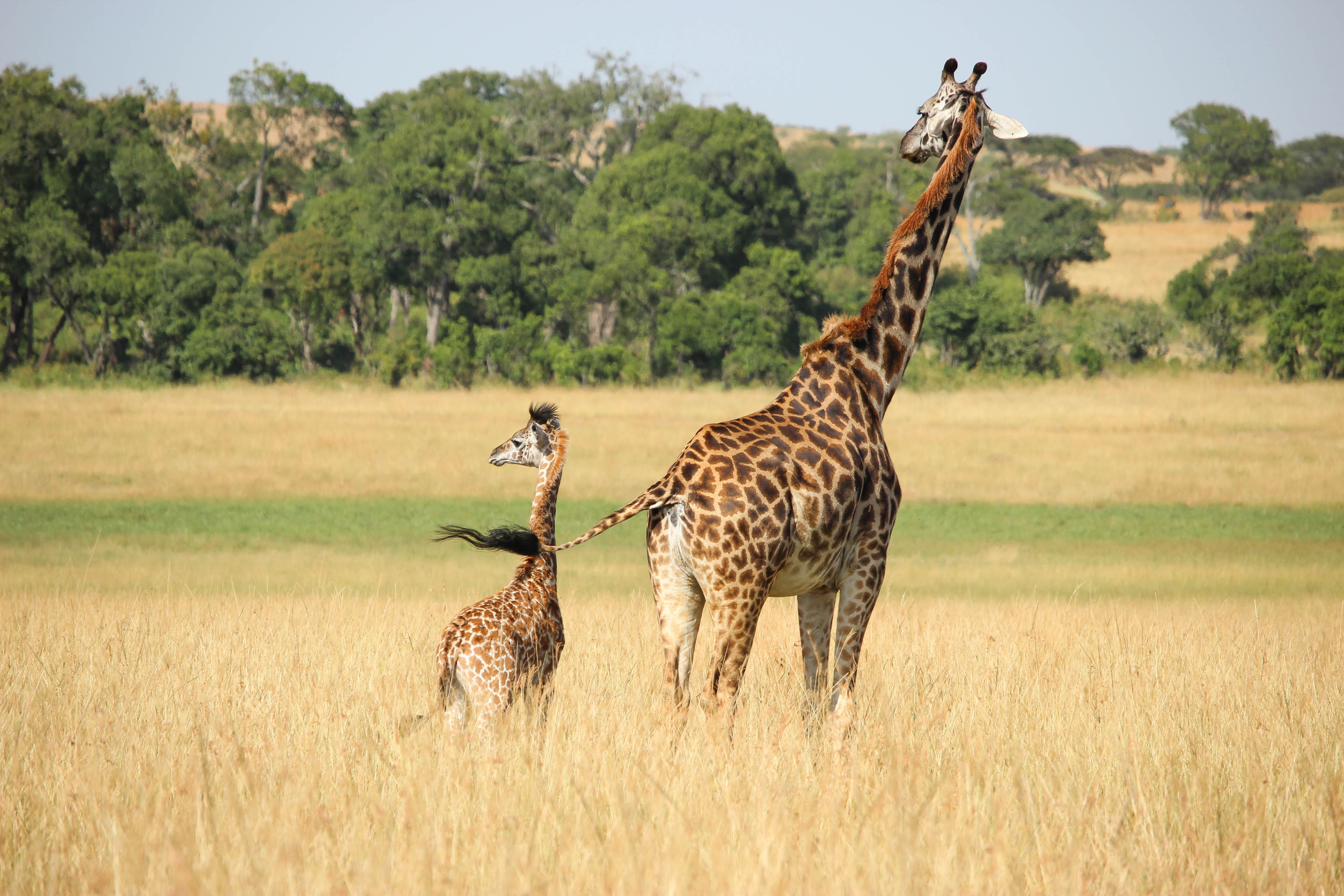Жираф африканское животное. Жираф саванны Африки. Африканская Саванна Жирафы. Масайский Жираф. Южноафриканский Жираф.