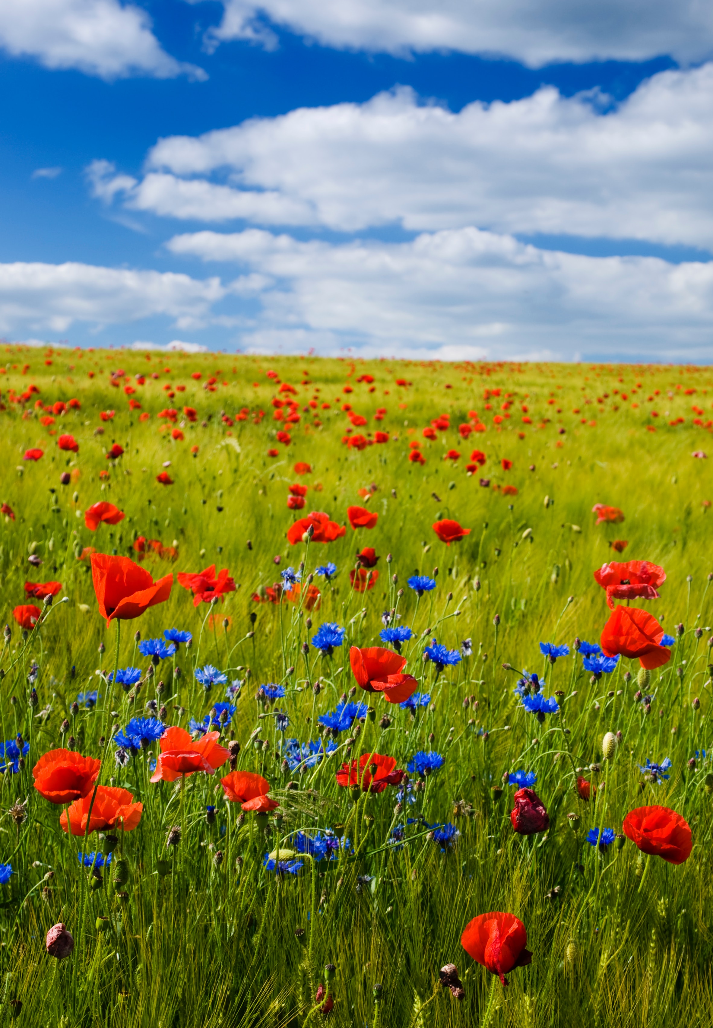 The Himalayan Blue Poppy is Stunning - Traveler Master