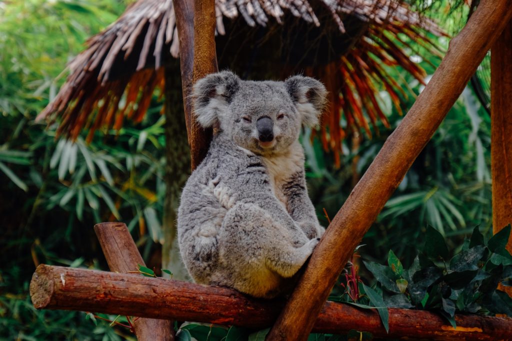You Can Only Find These Marsupials  in Australia  Traveler 
