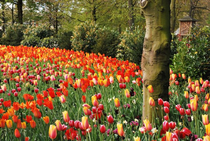 Tulips bloom in Keukenhof, Lisse, Netherlands