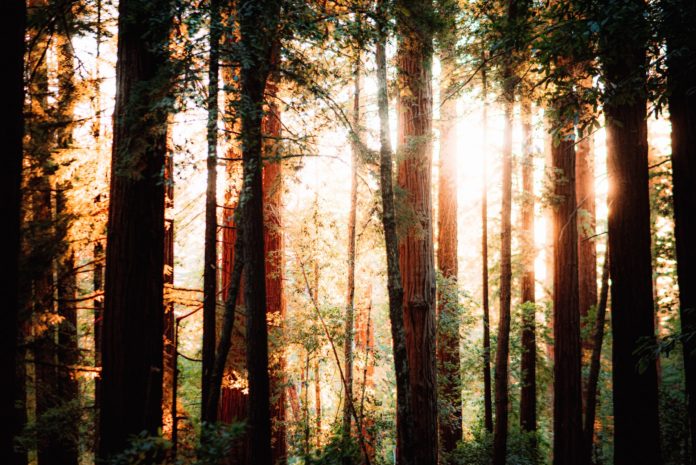 Beautiful photo taken in the California redwood forest