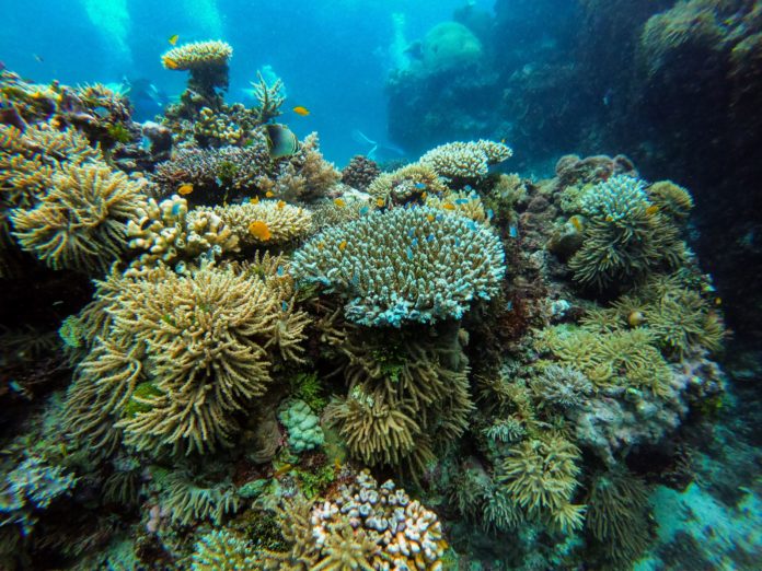 Great Barrier Reef, Queensland, Australia.