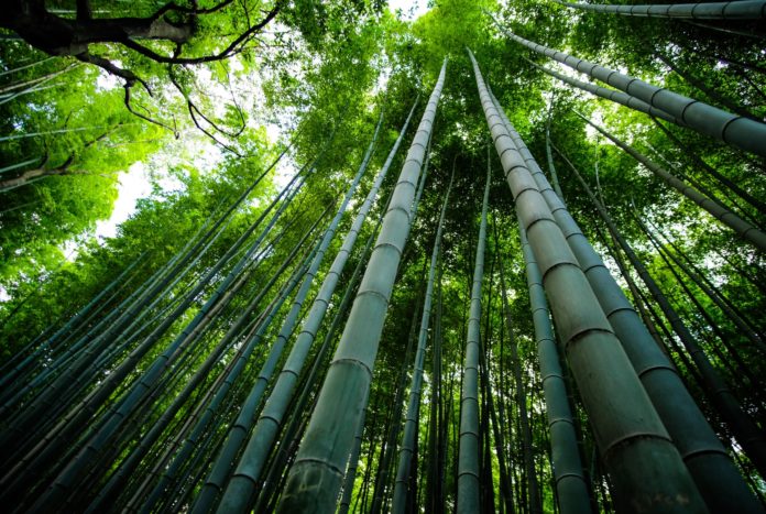 Arashiyama bamboo grove in Japan
