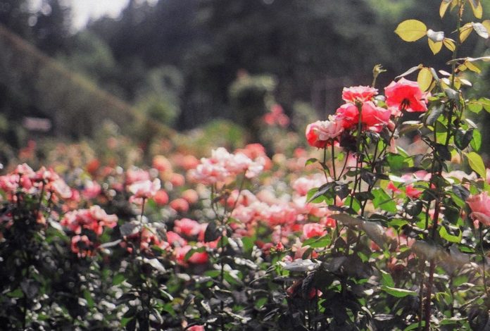 Roses in Portland, Oregon