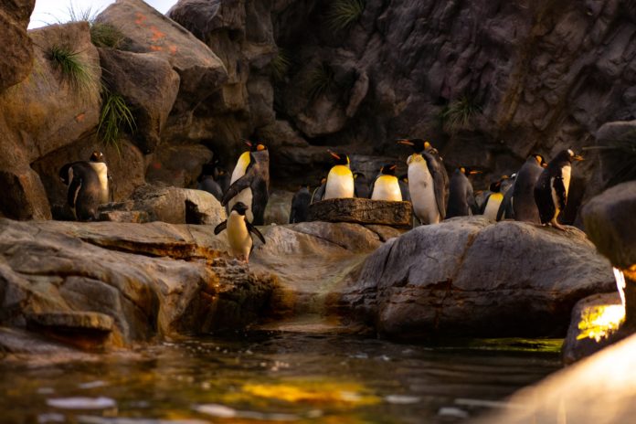 Penguins at the St. Louis zoo