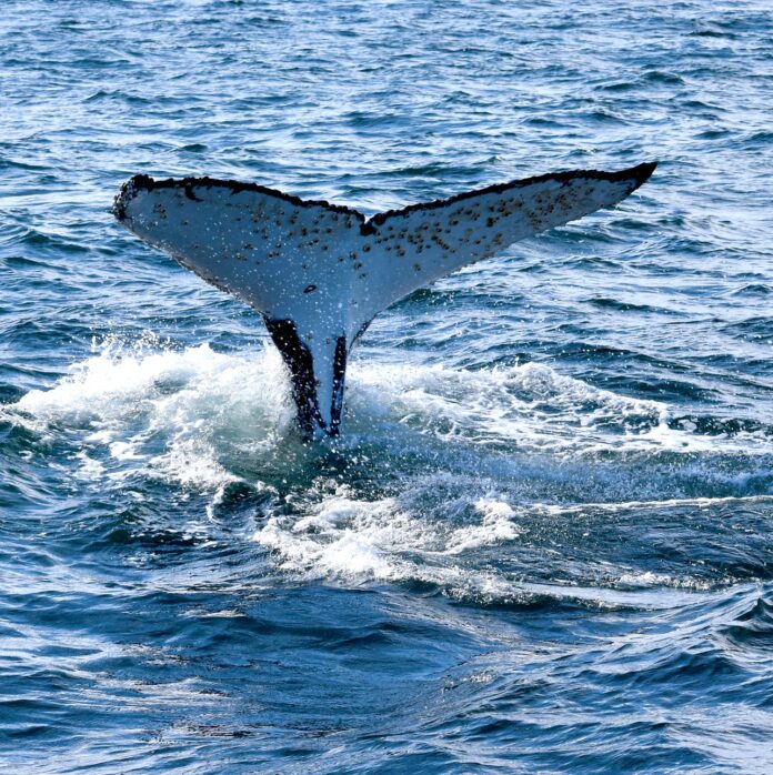 Whales in Australia