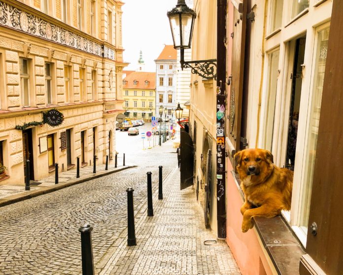 A dog in Prague