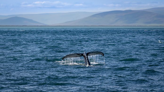 Whale watching, Húsavík, Iceland.