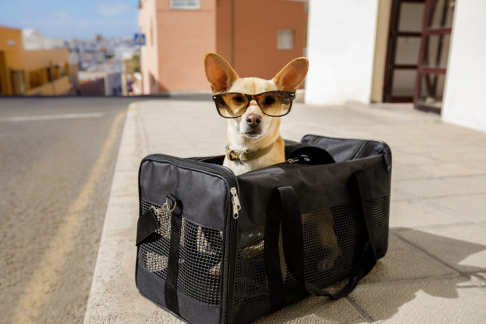 Chihuahua dog in transport bag. Image by damedeeso/Depositphotos