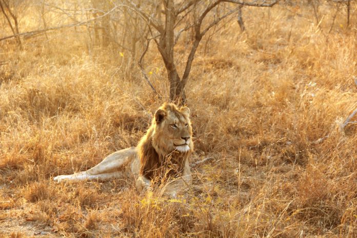 A lion laying in Kruger national park, South Africa.