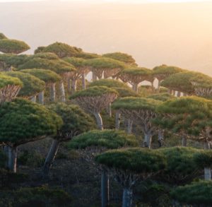 Dragon Blood Trees, Socotra Island, Yemen