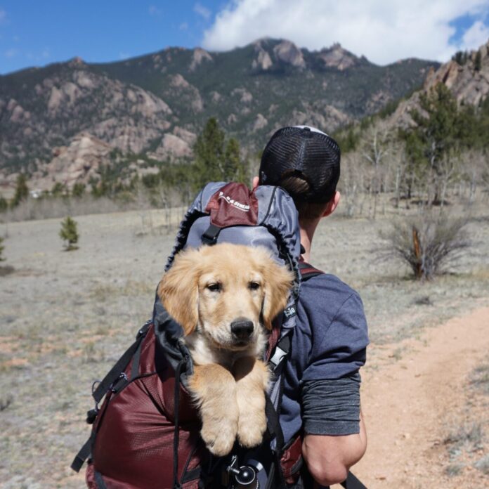 Dog in backpack