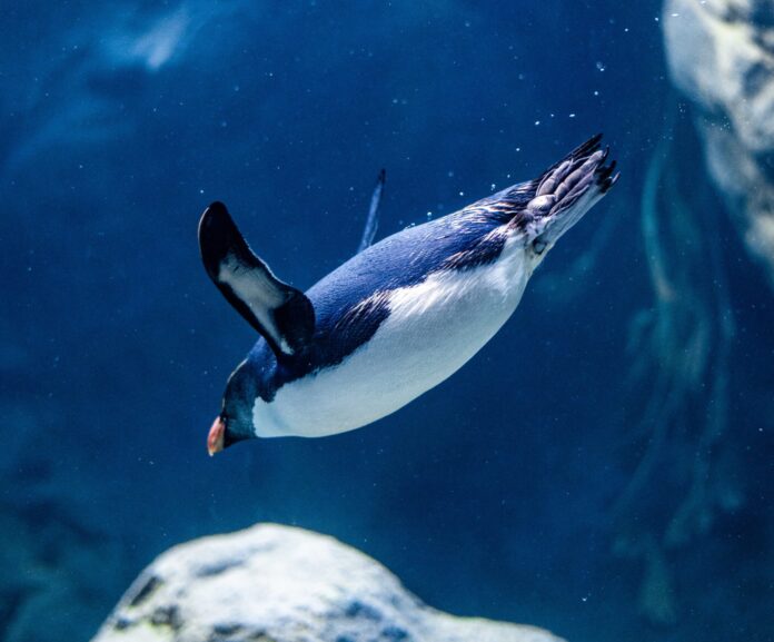 Penguin, Australia