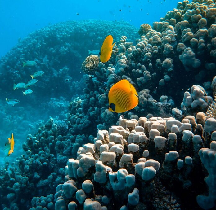Fish in a reef in the Red Sea